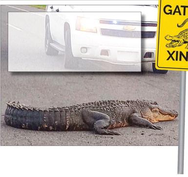 After the June 22 council meeting in Pointe a la Hache, attendees driving north were greeted by an about 10-foot-long alligator resting on the highway. Drivers should always watch out for gators while traveling through the parish. Photo by Carlton LaFrance
