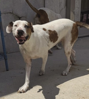 LASPCA Pets of the Week