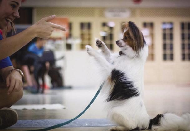 National Train Your Dog Month: Building Better Bonds Through Training