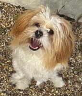 LASPCA Pets of the Week