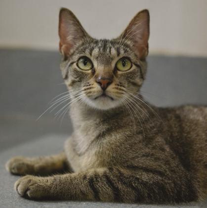 Athena (ID: A0058501304)
