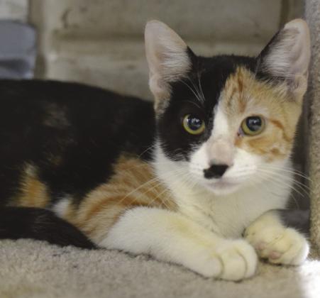 LASPCA Pets of the Week