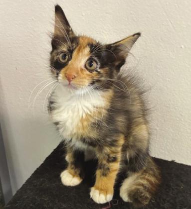 LASPCA Pets of the Week