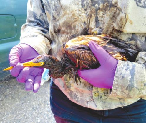 LDWF personnel triage an oiled tricolored heron recovered at the Alliance Refinery oil spill.