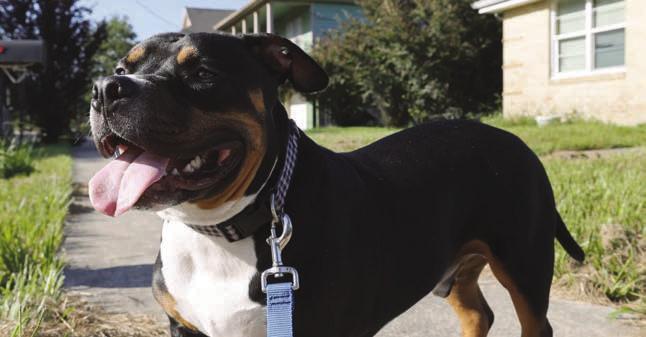 Adopted LASPCA alumnus Mickey.
