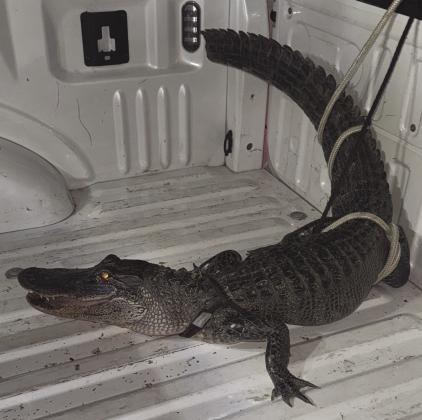 Alligator Found in Belle Chasse
