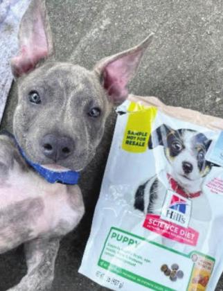 Pet Food Pantry Available at Plaq. Parish Campus