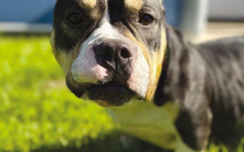 LASPCA Pets of the Week