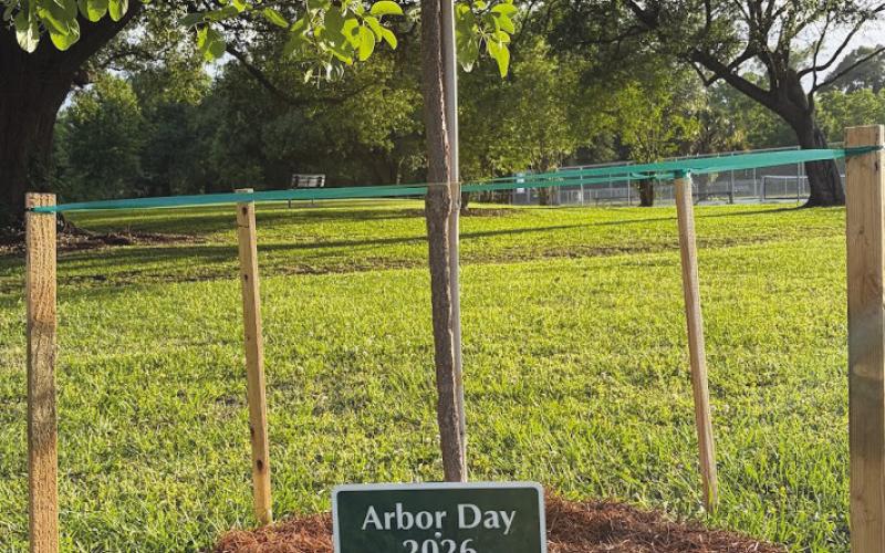 Belle Chasse Garden Club Marks Arbor Day With Tree Dedication
