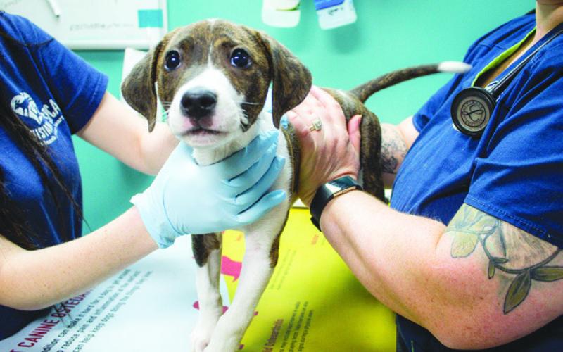 Why Preventive Care Is Essential for Pets in the Spring