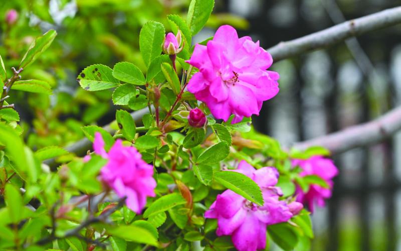 Plaquemines Parish Names Peggy Martin Rose as Official Parish Flower