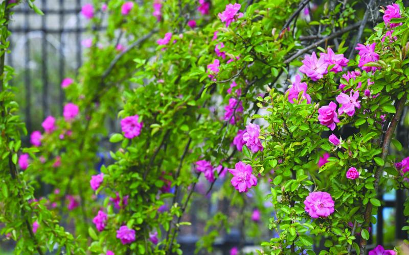 Plaquemines Parish Names Peggy Martin Rose as Official Parish Flower