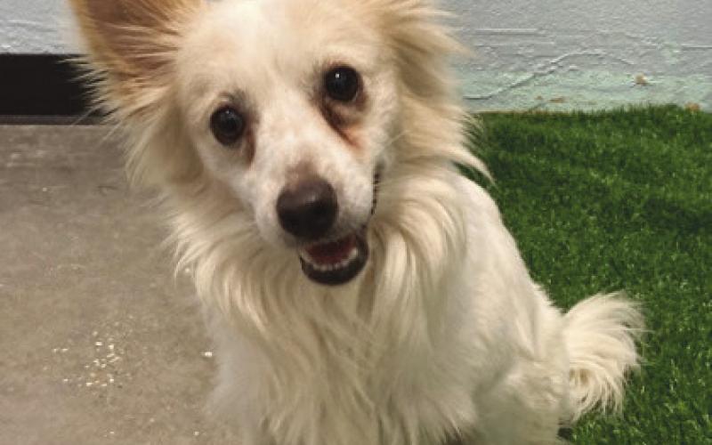 LASPCA Pets of the Week