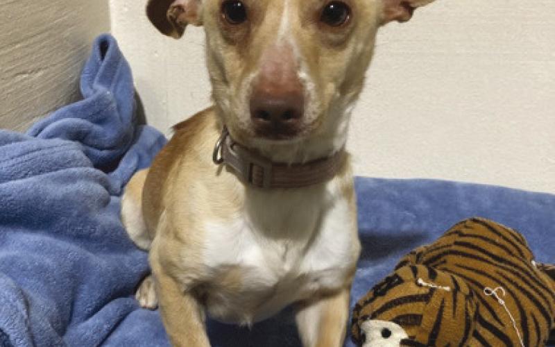 LASPCA Pets of the Week