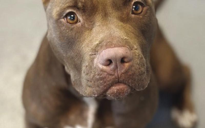 LASPCA Pets of the Week