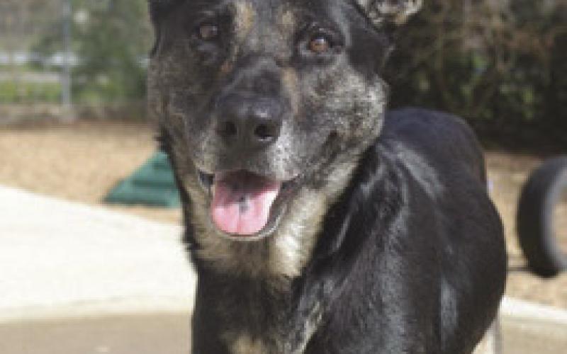 LASPCA Pets of the Week