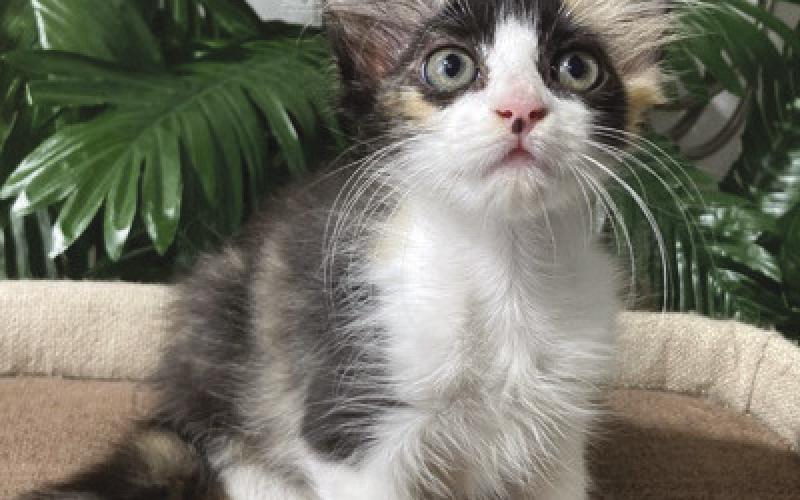 LASPCA Pets of the Week