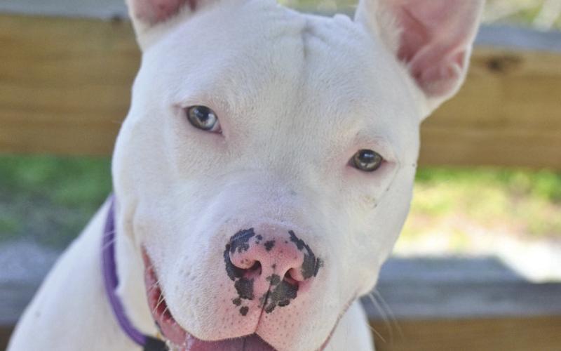 LASPCA Pets of the Week