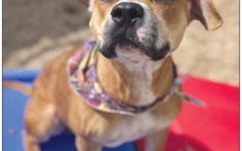 LASPCA Pets of the Week