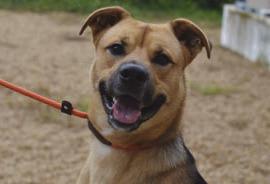 Meet Spring, the friendliest, goofiest 1-year-old pup you'll ever meet. His favorite activities are playing fetch, jumping for joy, and making everyone laugh with my silly antics. He enjoys being around people and has a knack for brightening up any room with his playful spirit. Meet Spring or any of the other wonderful pets at the Louisiana SPCA, 455 F Edward Hebert Blvd. (Belle Chasse), 10 AM - 5 PM, Tuesday-Saturday. or call (504) 934-6931. A0059457777- Spring