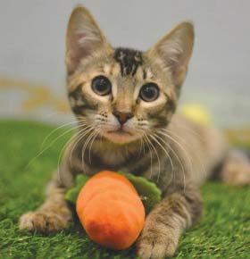 LASPCA Pets of the Week