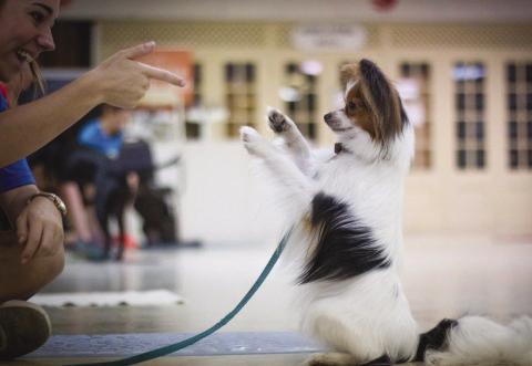 National Train Your Dog Month: Building Better Bonds Through Training