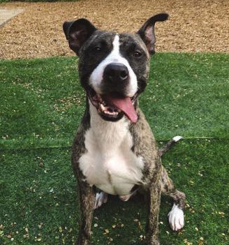 LASPCA Pets of the Week