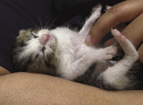 Becoming a Furry Foster for the Holidays!