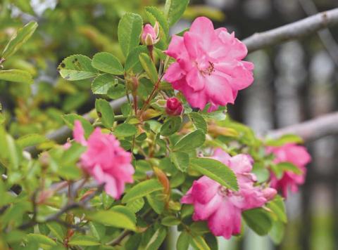The Peggy Martin Rose was recently named the o cial state rose of Louisiana. In April, Plaquemines Parish Government declared the plant the o cial . ower of the parish.