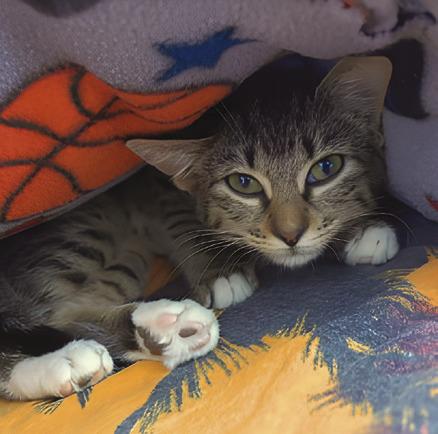 LASPCA Pets of the Week