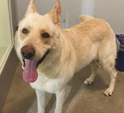 LASPCA Pets of the Week
