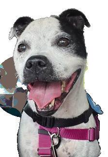 Be a Foster Hero: How You Can Help LASPCA Shelter Animals at Home