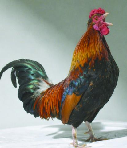 LASPCA Pets of the Week