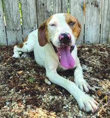 LASPCA Pets of the Week