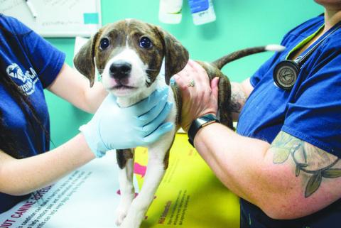 Why Preventive Care Is Essential for Pets in the Spring