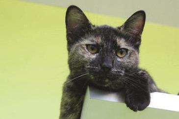 A0059226492 - Charity Chirp