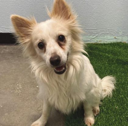 LASPCA Pets of the Week