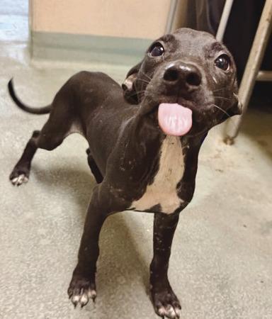 LASPCA Pets  of the Week