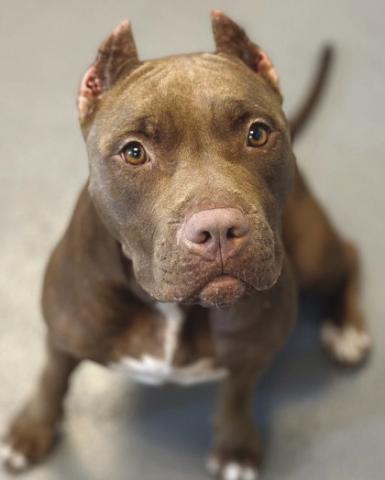 LASPCA Pets of the Week