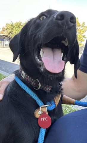 LASPCA Wagging Wednesdays at PetSmart