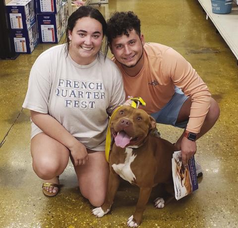 Find Your New Best Friend In Harvey During National Adoption Week