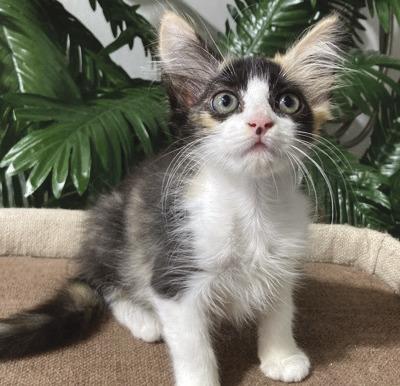 LASPCA Pets of the Week