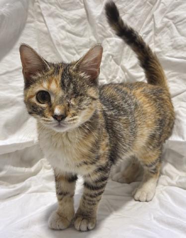 LASPCA Pets of the Week