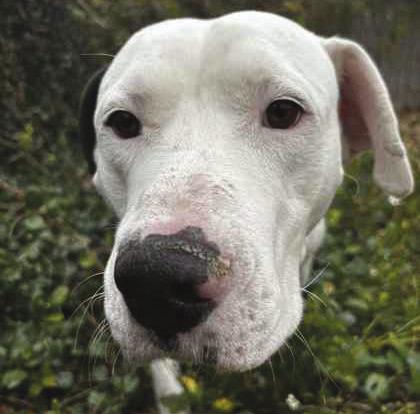 LASPCA Adoptables of the Week!