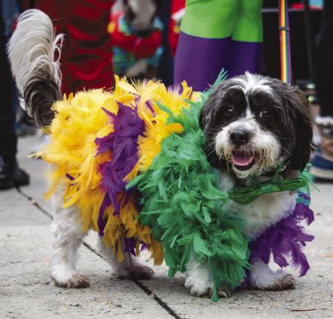 Are Mardi Gras Parades Risky for Pets?