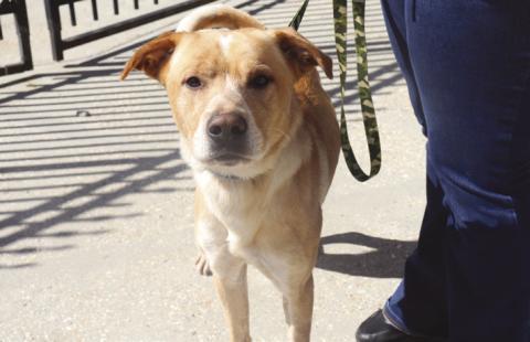 Meet Lemonade: A Pup Lifted by Love and Community Support