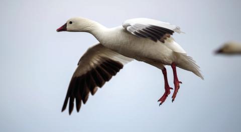 Louisiana Department of Wildlife and Fisheries Announces 2026 Louisiana Duck Stamp Contest