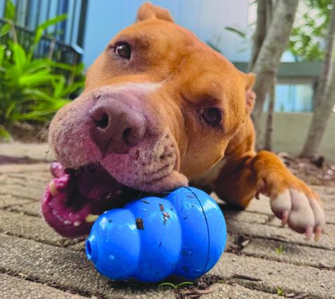 National Peanut Butter Lover Month for Pets