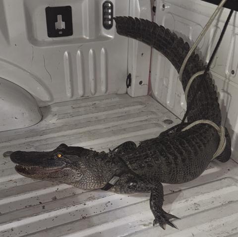 Alligator Found in Belle Chasse