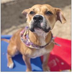 LASPCA Pets of the Week
